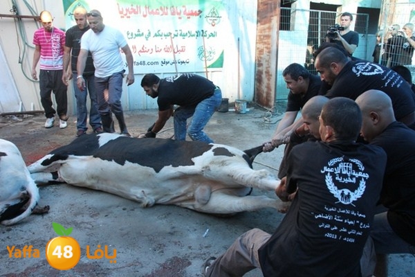 ada7y 116 n1 (20).JPG